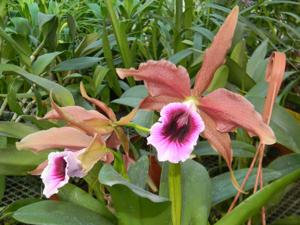 Cattleya tenebrosa