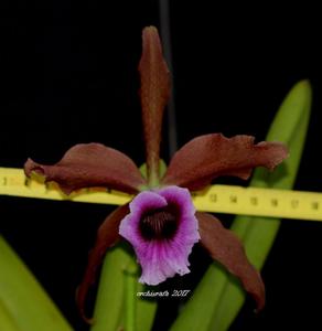 Cattleya tenebrosa