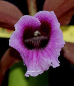 Cattleya tenebrosa