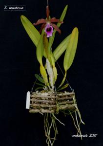 Cattleya tenebrosa