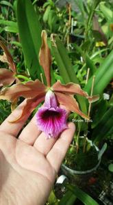 Cattleya tenebrosa