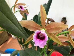 Cattleya tenebrosa