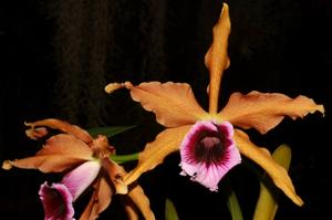 Cattleya tenebrosa