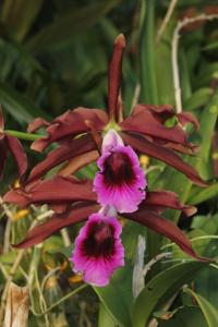 Cattleya tenebrosa