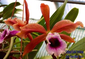 Cattleya tenebrosa