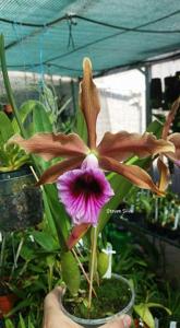 Cattleya tenebrosa