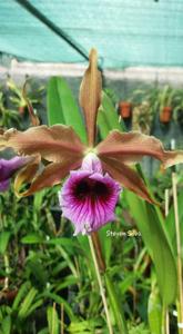 Cattleya tenebrosa