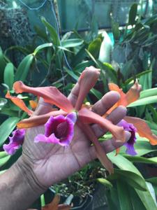 Cattleya tenebrosa