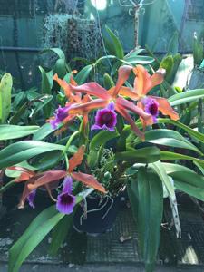 Cattleya tenebrosa