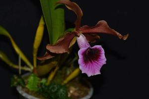 Cattleya tenebrosa