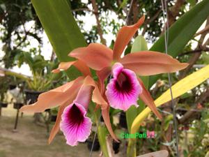 Cattleya tenebrosa