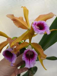 Cattleya tenebrosa