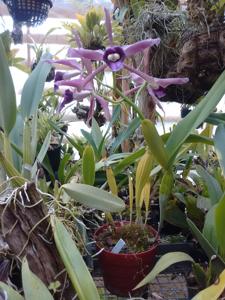 Cattleya tenebrosa