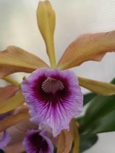 Cattleya tenebrosa