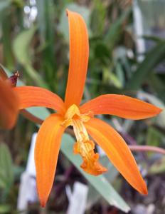 Cattleya cinnabarina