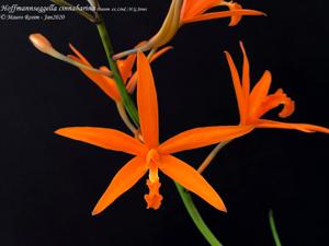 Cattleya cinnabarina