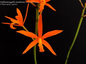 Cattleya cinnabarina