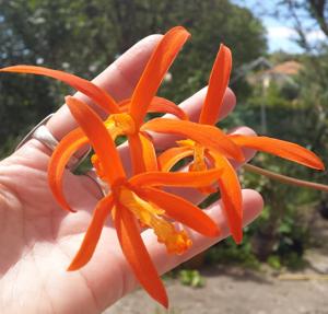 Cattleya cinnabarina