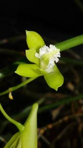 Dendrobium bowmanii