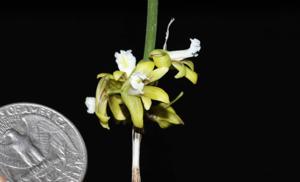 Dendrobium bowmanii