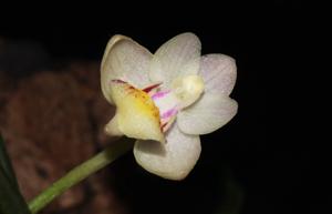 Holcoglossum flavescens