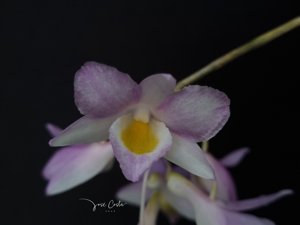 Dendrobium spathilingue