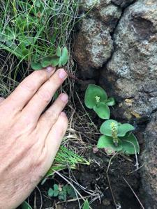 Holothrix majubensis