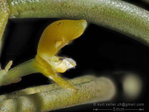 Adenoncos parviflora