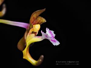 Vanda flabellata
