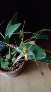 Diplocaulobium arachnoideum