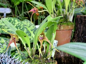 Masdevallia peristeria