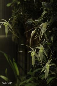 Homalopetalum pumilio