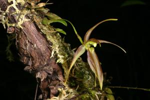 Homalopetalum pumilio