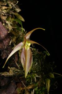 Homalopetalum pumilio