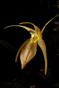 Homalopetalum pumilio