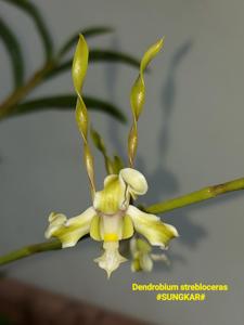Dendrobium strebloceras