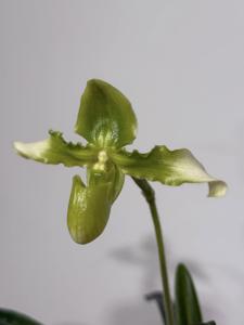 Paphiopedilum esquirolii