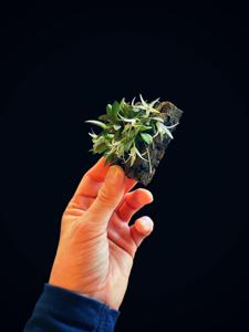 Octomeria estrellensis