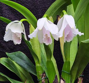 Cattleya quadricolor