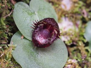Corybas hispidus