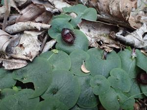 Corybas hispidus