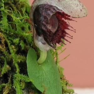 Corybas pruinosus