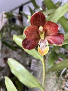 Esmeralda cathcartii