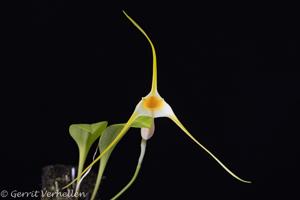 Masdevallia constricta