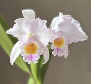 Cattleya labiata var. amesiana