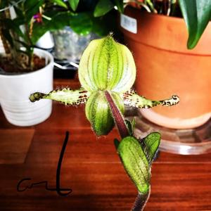 Paphiopedilum chamberlainianum