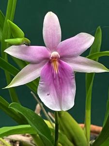 Miltonia regnellii
