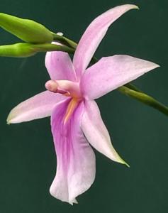 Miltonia regnellii