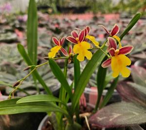 Mexicoa ghiesbreghtiana