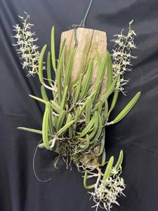 Dockrillia wassellii